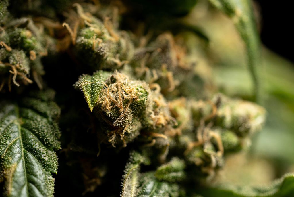 The 5 Best Weed Delivery Companies in Calgary